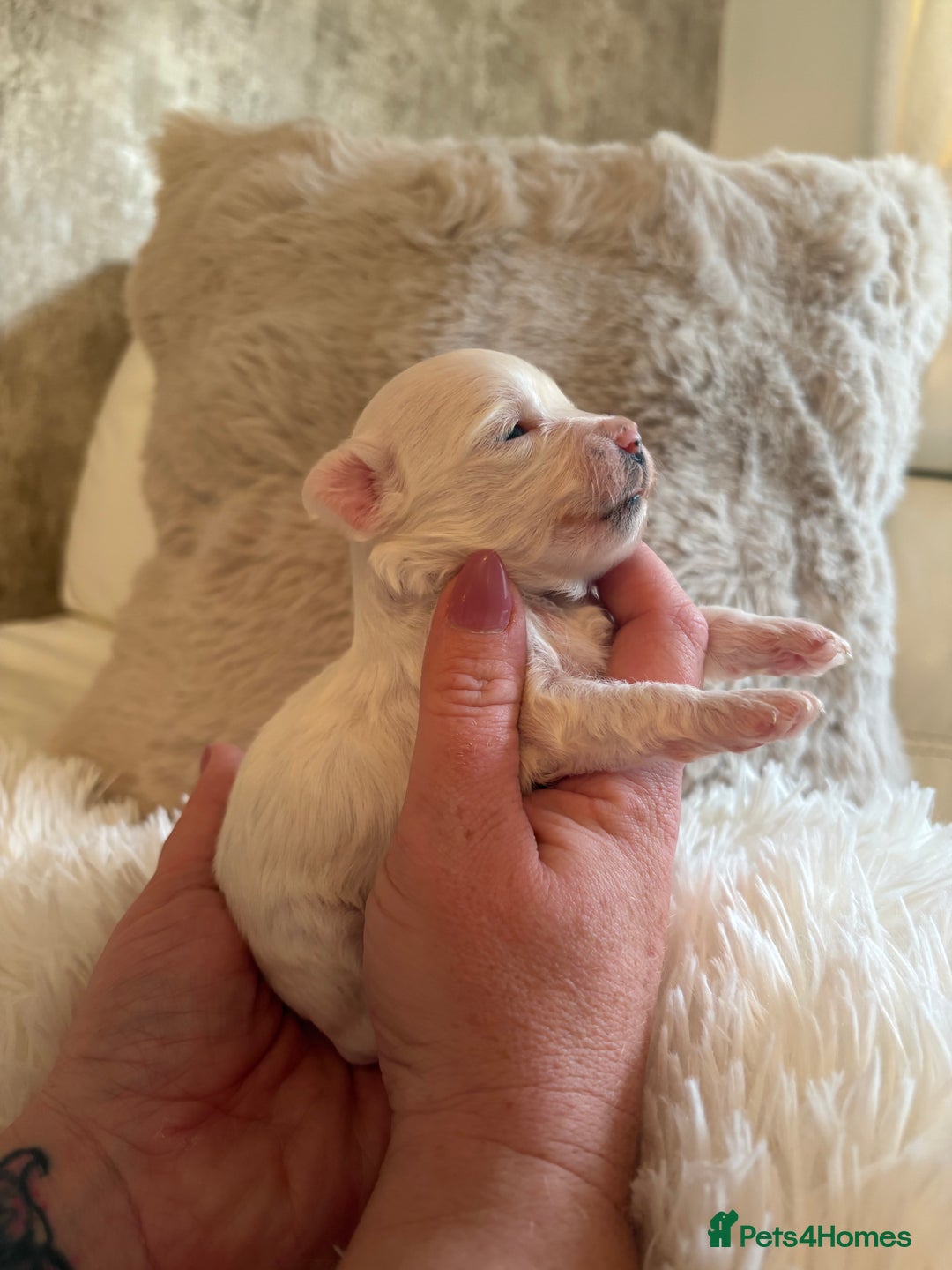 Morkie dogs for sale: Teacup Maltese/morkie babies  - Image 8