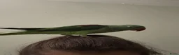 Parrots birds for sale: Tame Young Female Alexandrine - Advert 4