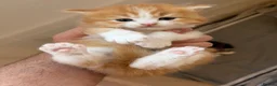 British Longhair cats for sale: 4 Gorgeous Fluffy Kittens Ginger Boys Tabby Girls - Advert 8