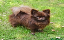 Chihuahua dogs for sale: Russian CHAMPION Apple head/Chihuahuas - Image 4