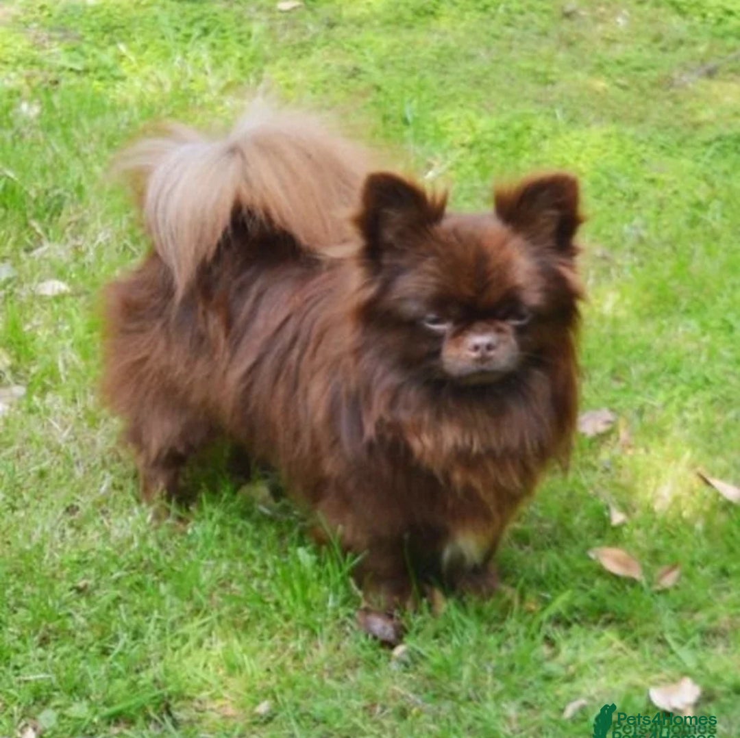 Chihuahua dogs for sale: Russian CHAMPION Apple head/Chihuahuas - Image 4