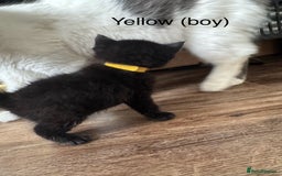 Mixed Breed cats for sale: Black mixed Kittens - Image 6