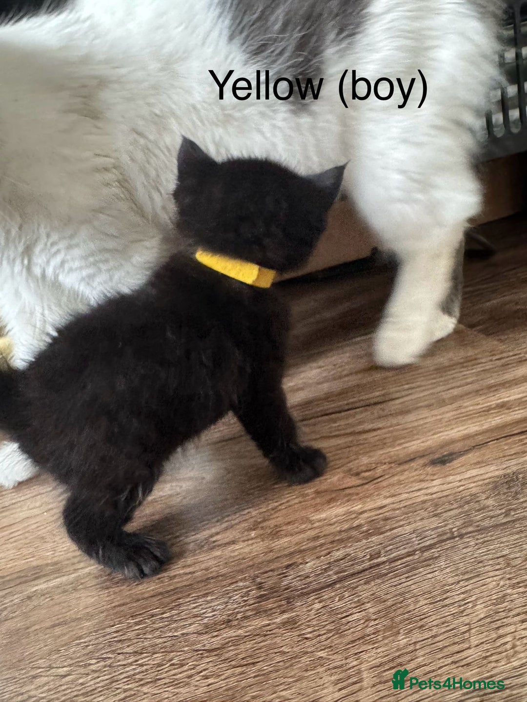 Mixed Breed cats for sale: Black mixed Kittens - Image 6
