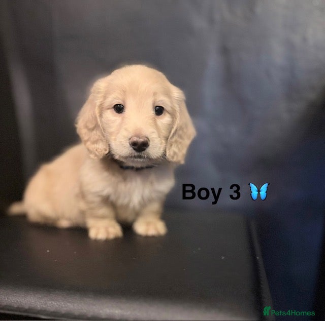 Miniature Dachshund dogs long haired cream miniature dachshund puppies  - Advert 5