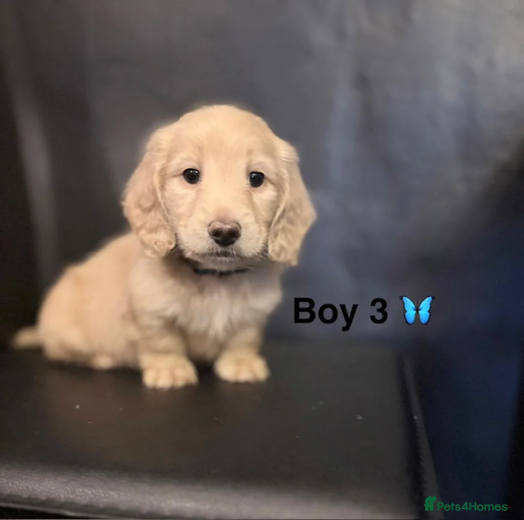 Miniature Dachshund dogs for sale: long haired cream miniature dachshund puppies  - Advert 1