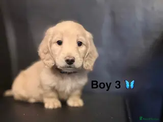 Miniature Dachshund dogs long haired cream miniature dachshund puppies - Advert 5