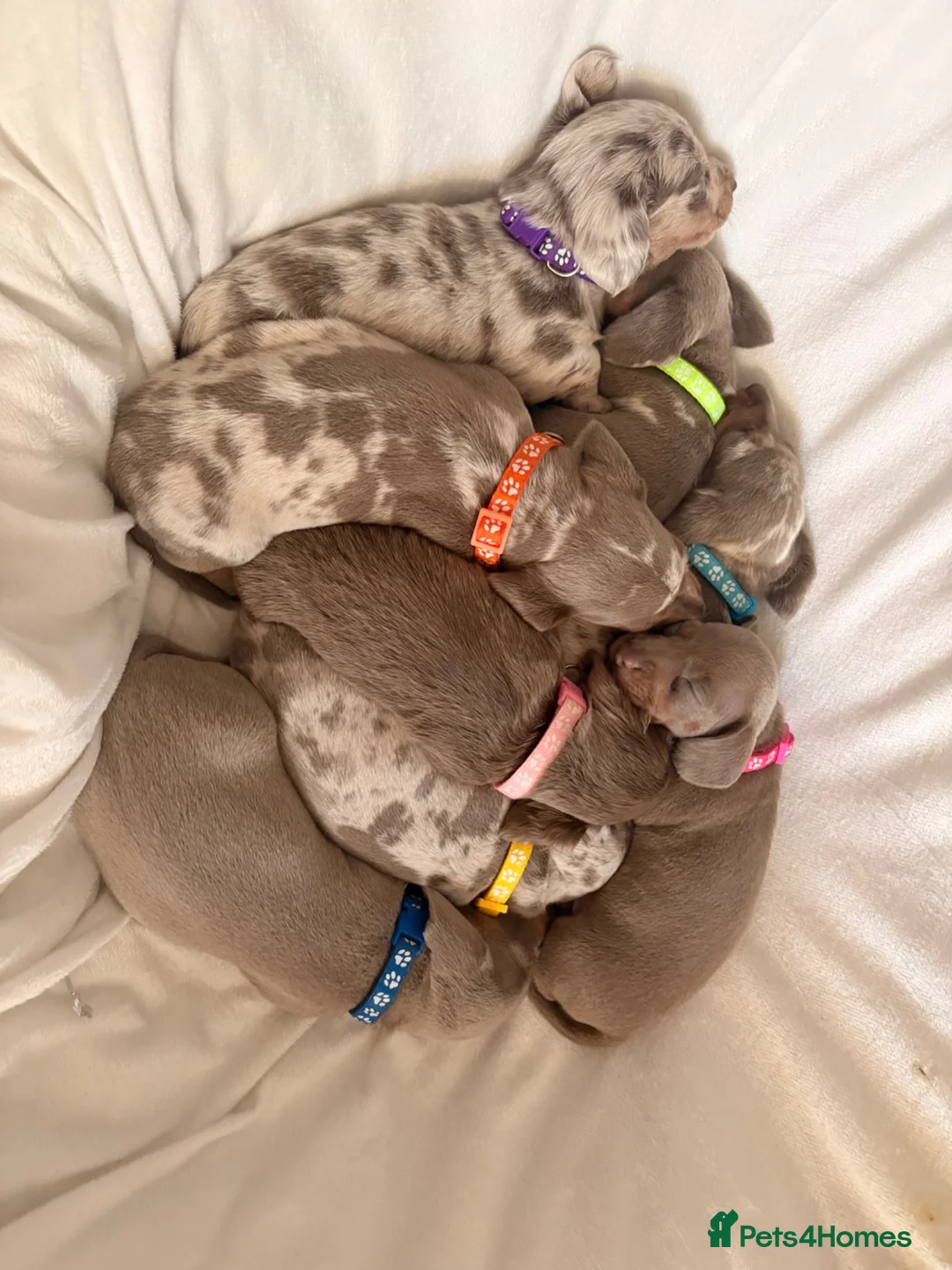 Miniature Dachshund dogs for sale: Miniature Dachshunds KC Reg in Torquay - Advert 38