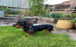 Dachshund dogs for sale: KC Standard wire haired dachshund - Image 3