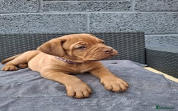 Dogue De Bordeaux dogs for sale: Beautiful litter of dogue de bordeauxs - Image 23