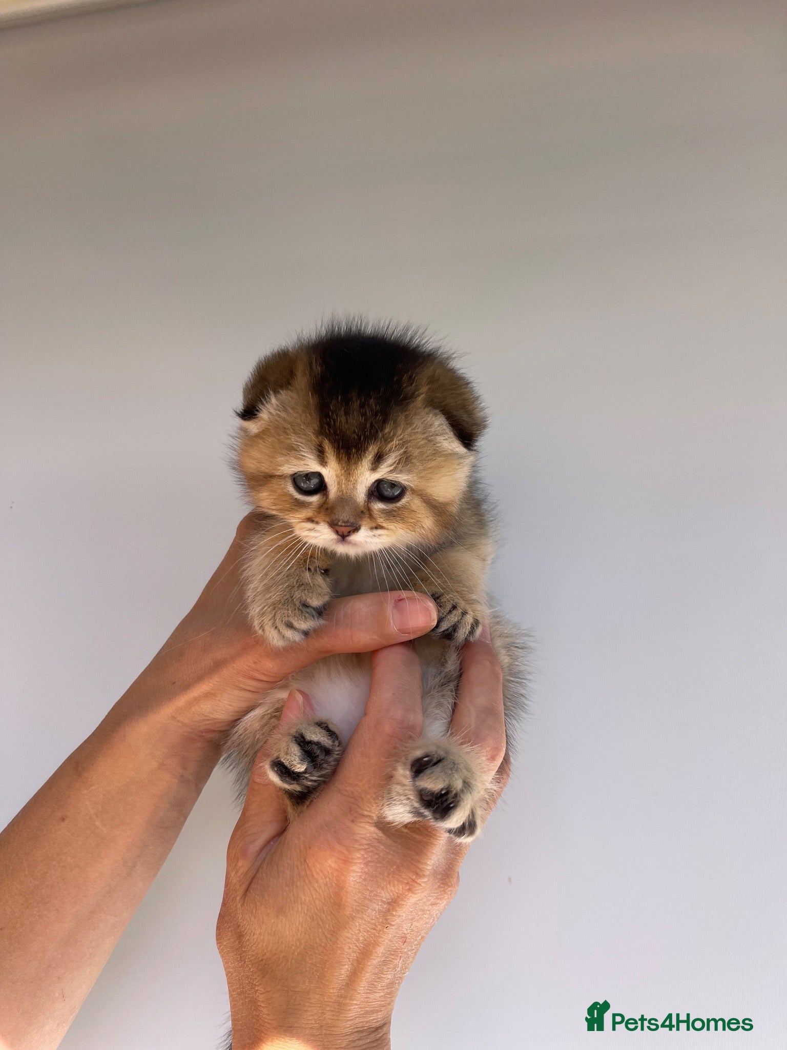 Scottish Fold cats PUREBRED SCOTTISH FOLD LONGHAIR & SHORTHAIR KITTEN - Advert 1
