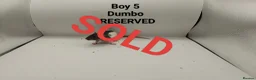 Rat rodents for sale: April Rats! (7 Boys & 5 Girls Left) - Advert 6