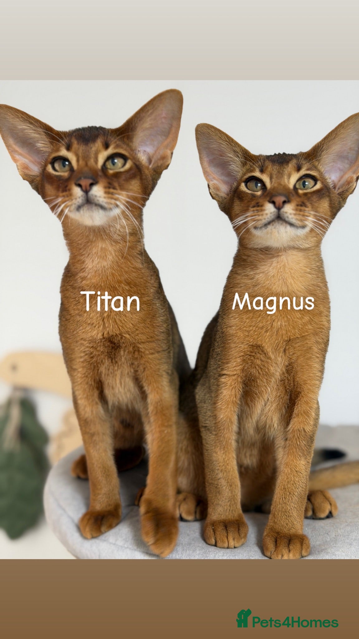 Abyssinian cats  Abyssinian kittens 🐈‍⬛  - Advert 1