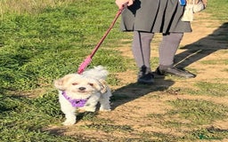Mixed Breed dogs for adoption: Sweet little Analie - Image 2