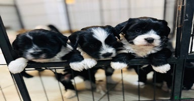 Tibetan Terrier dogs - Advert 14