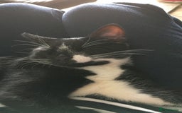 Domestic Shorthair cats for sale: Heart breaking decision  - Image 11