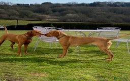 Hungarian Vizsla dogs for sale: The Kennel Club Best Practice Health Standard  - Image 3