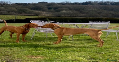Hungarian Vizsla dogs - Advert 10