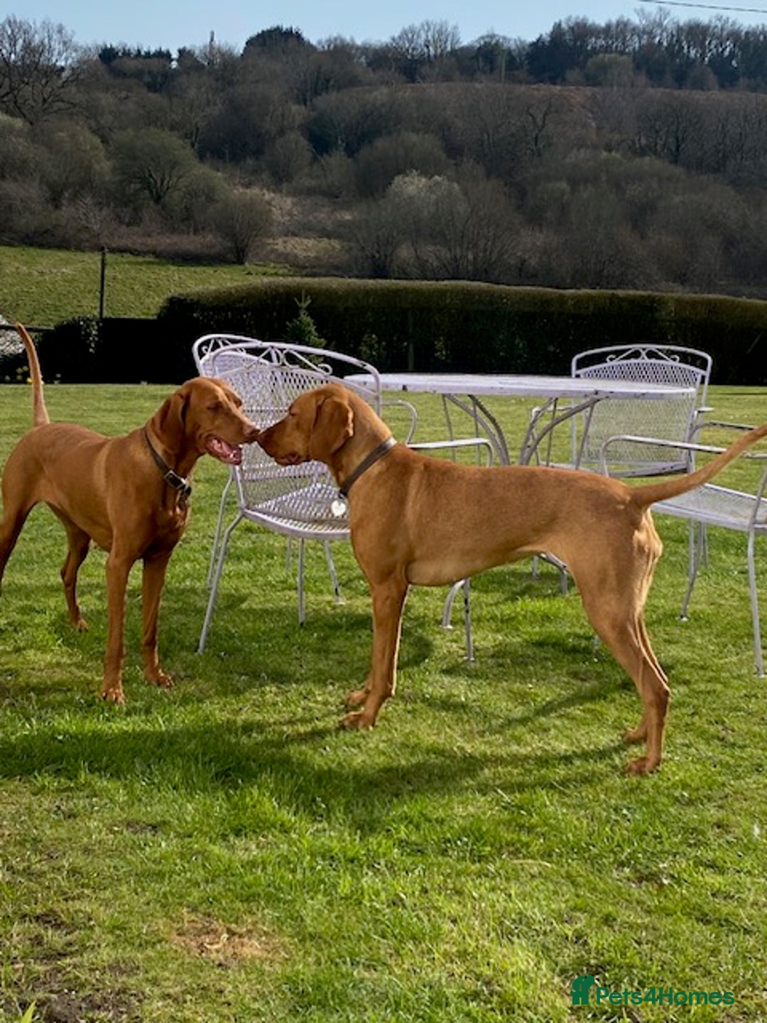 Hungarian Vizsla dogs for sale: The Kennel Club Best Practice Health Standard  - Image 3