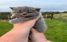 British Shorthair cats for sale: GCCF BSH Blue pedigree kittens for sale - Image 11
