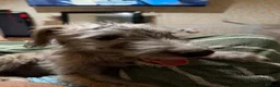 Mixed Breed dogs for sale: REHOMING BEDLINGTON TERRIER X LURCHER 4 months old - Advert 8
