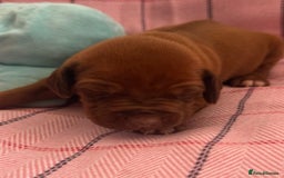 Rhodesian Ridgeback dogs for sale: Rhodesian Ridgeback Puppies KC reg - Image 14