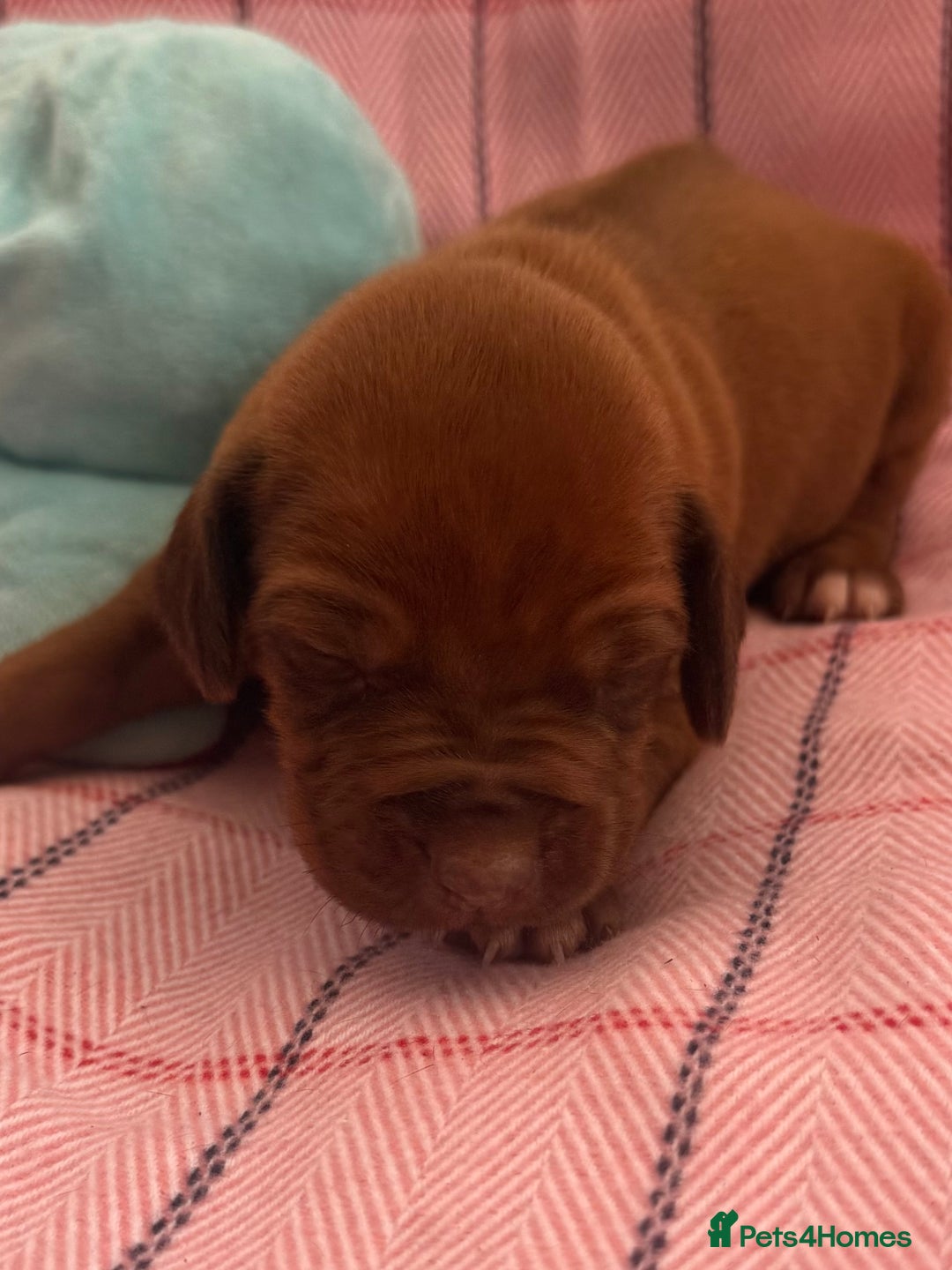 Rhodesian Ridgeback dogs for sale: Rhodesian Ridgeback Puppies KC reg - Image 14