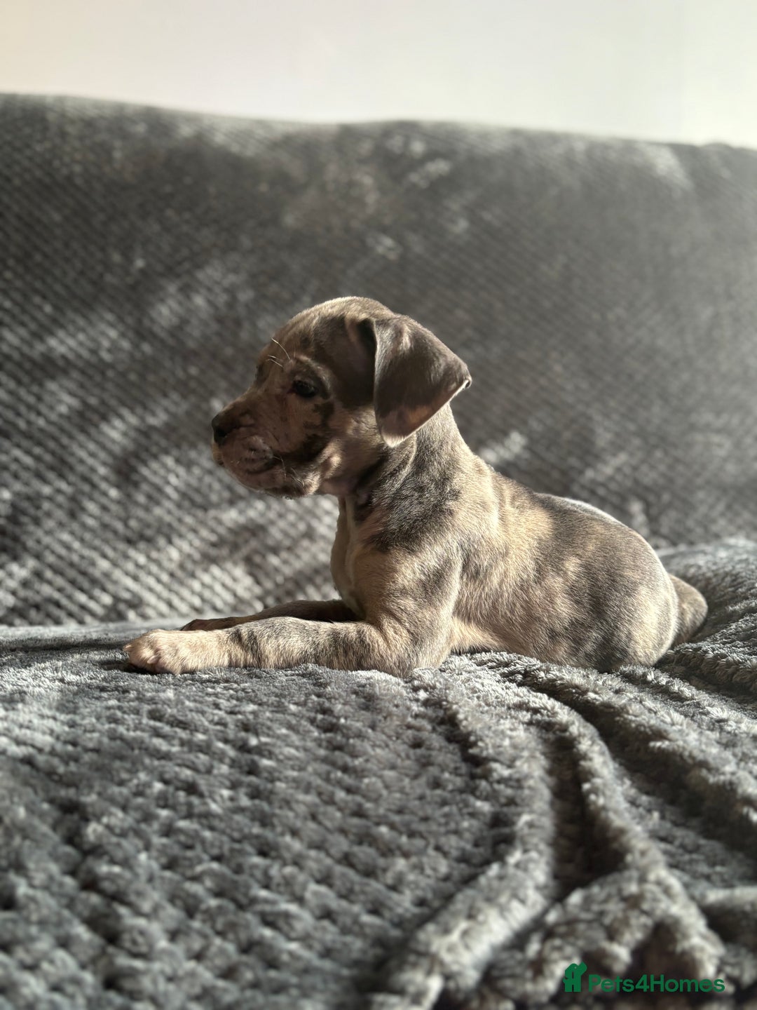 Cane Corso dogs for sale: Beautiful Cane corso Pups  - Image 4
