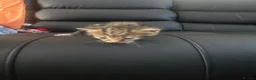 Mixed Breed cats for sale: Kittens  - Advert 6