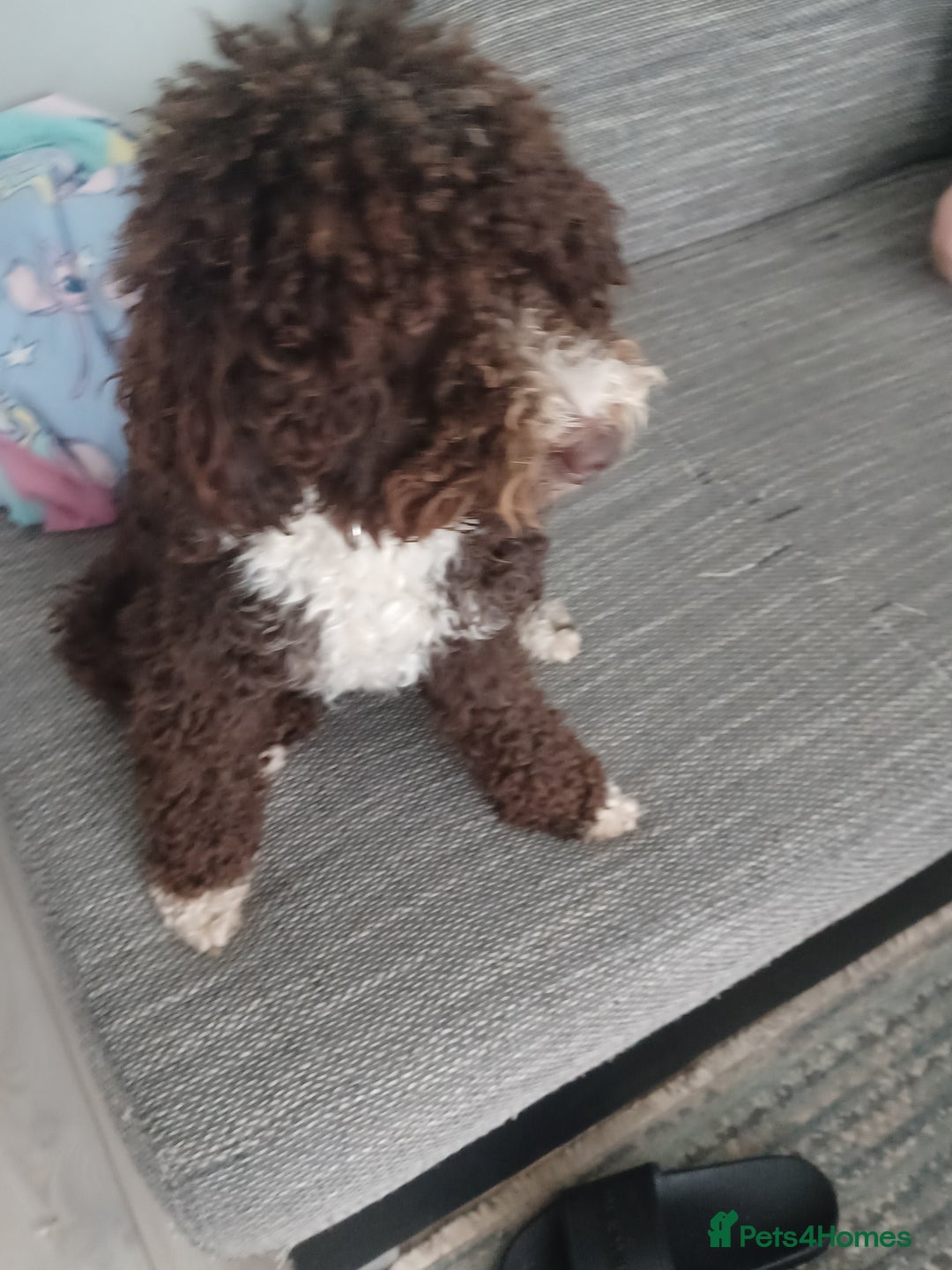 Cavapoo dogs for sale: 🐶  Cavapoo/ miniature poodle 🐶  - Advert 5