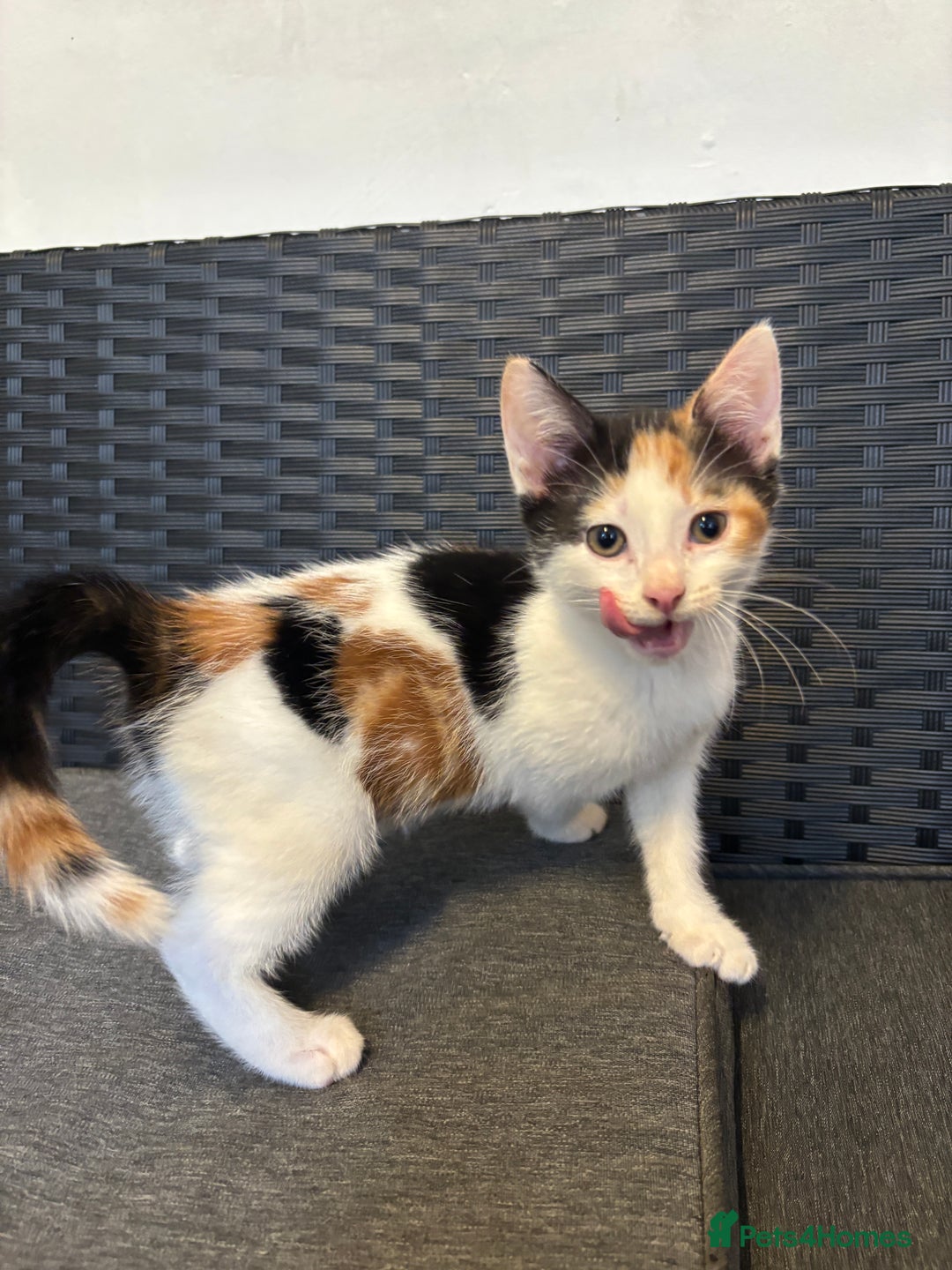 Mixed Breed cats for sale: Selling 3 kittens - Image 3