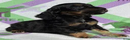 Cocker Spaniel dogs for sale: KC BLACK AND TAN boys 17 dna health tested clear  - Advert 9