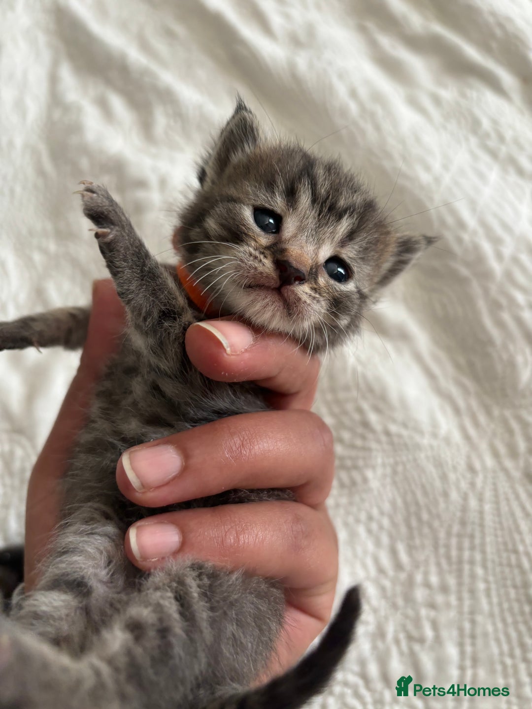 American Shorthair cats for sale: Reserve your kitten  - Image 8