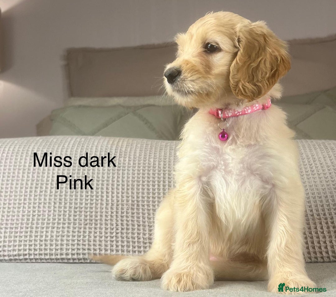 Irish Doodle dogs for sale: The perfect Doodle - Advert 25