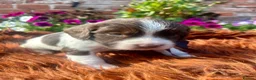 English Springer Spaniel dogs for sale: Springer Spaniel Puppies in Shrewsbury - Advert 6