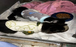 Mixed Breed cats for sale: Beautiful kittens - Advert 3