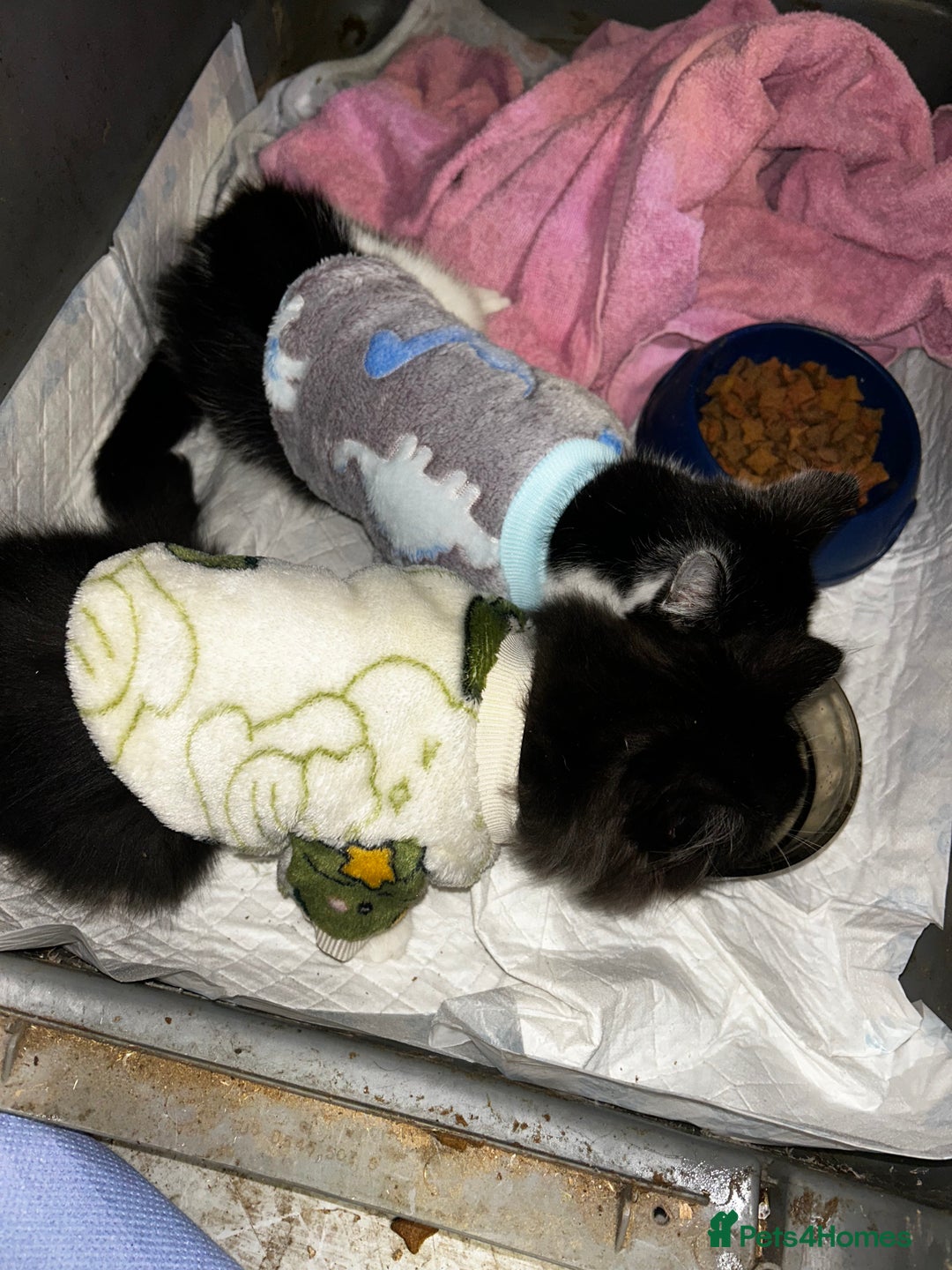 Mixed Breed cats for sale: Beautiful kittens - Advert 3