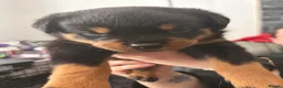 Rottweiler dogs for sale: Rottweiler puppies for sale  - Advert 11