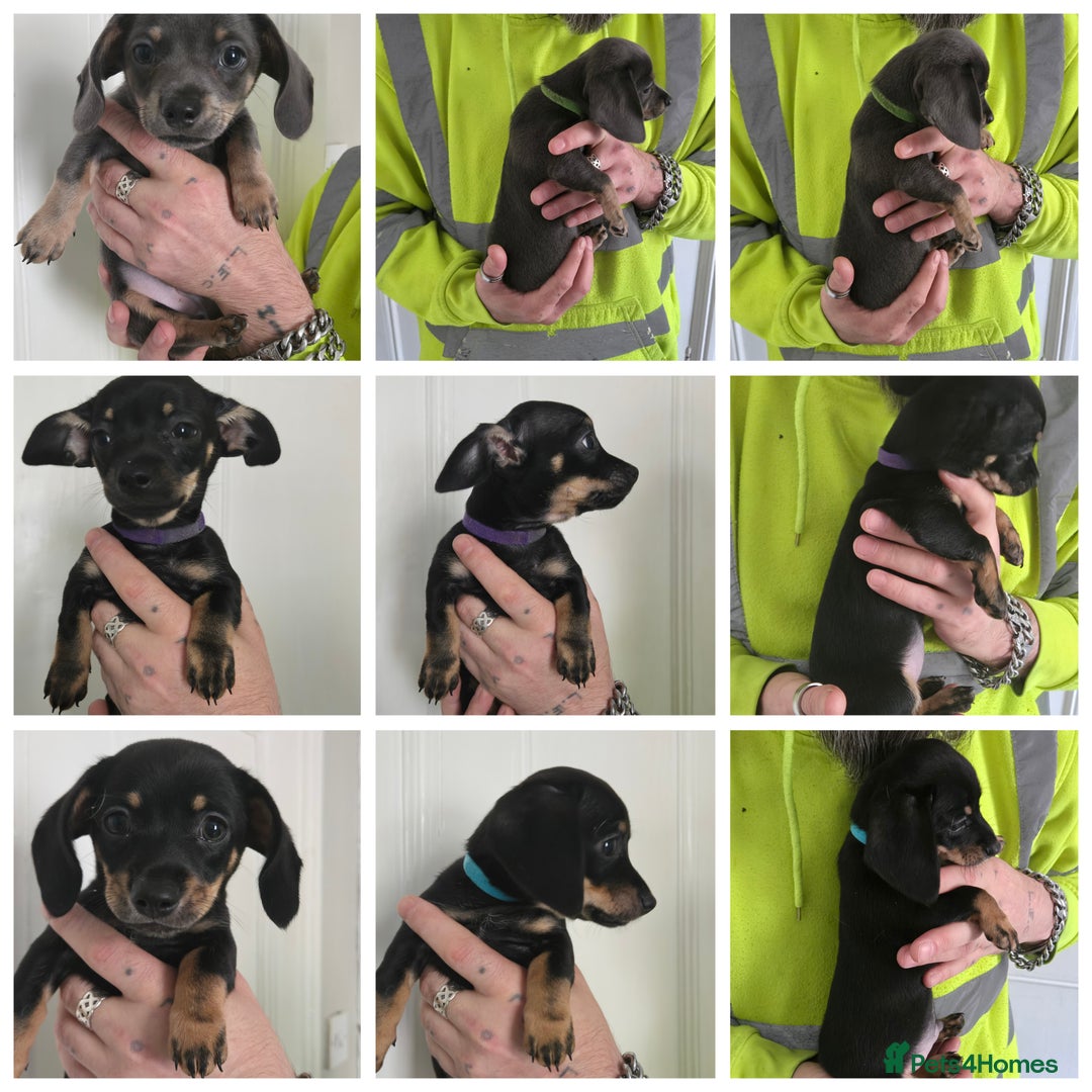 Mixed Breed dogs for sale: 5 beautiful Chiweenie puppies for Sale  - Image 24