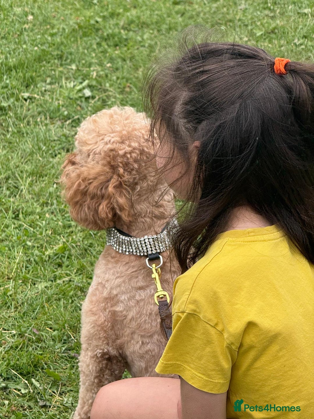 Miniature Poodle dogs for sale:    Red Miniature Poodle Boy - Image 2