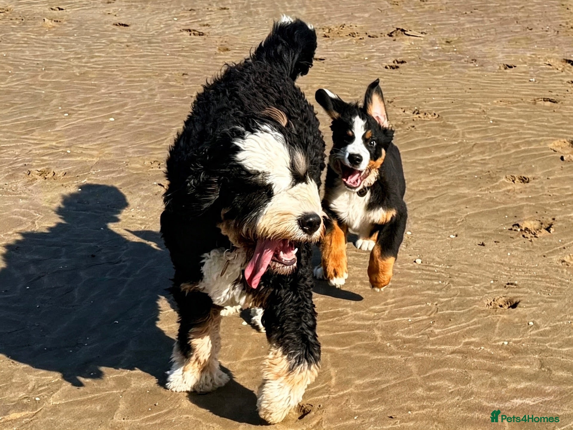 Bernedoodle dogs Standard ultra puppies due December  - Advert 1