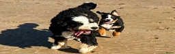 Bernedoodle dogs for sale: Meet Atlas  in Ferryside - Advert 14