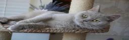Scottish Fold cats for sale: ⚜️Beautiful Nina⚜️ - Advert 3