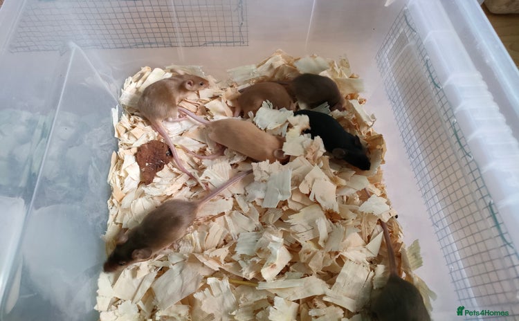 Mouse rodents in Bridgwater - Advert 3