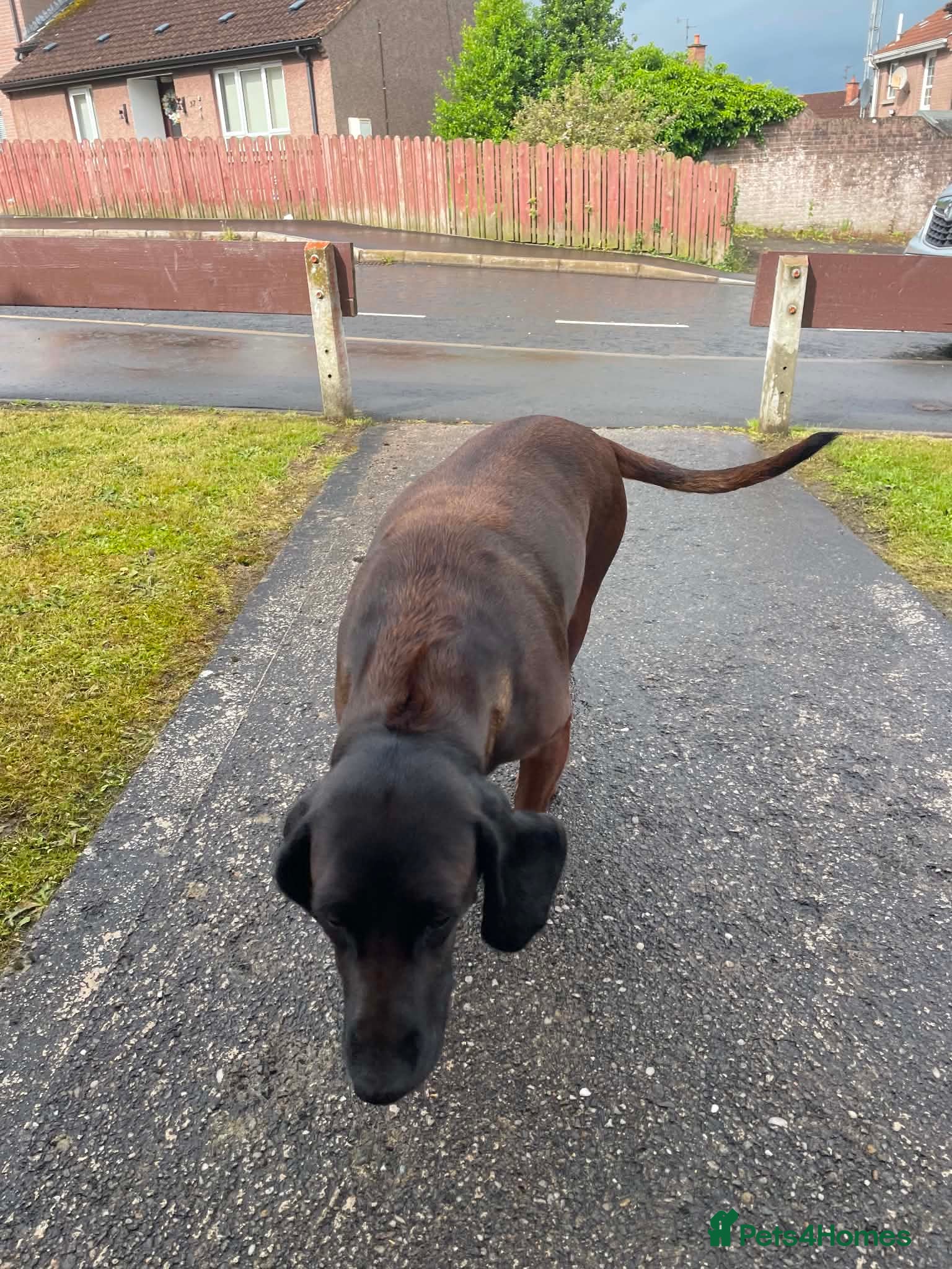 Bavarian Mountain Hound dogs Bavarian mountain scent hound male puppy’s  - Advert 4
