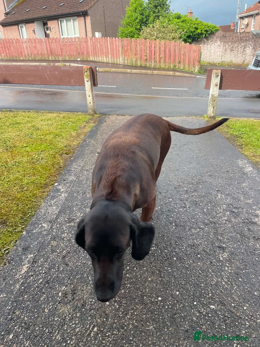 Bavarian Mountain Hound dogs for sale: Bavarian mountain scent hound male puppy’s  - Advert 1