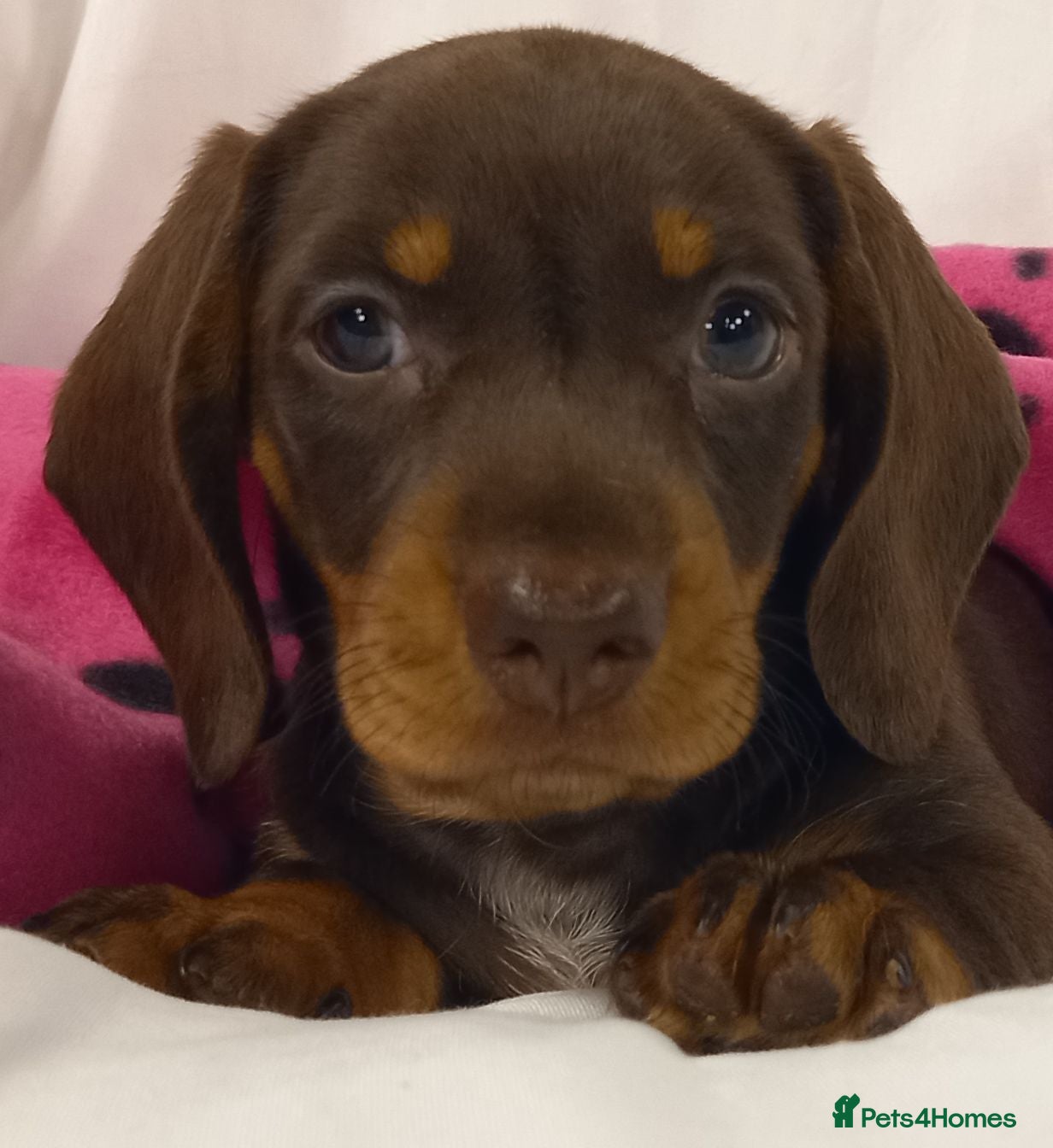 Miniature Dachshund dogs Kc reg mini dachshund last stunning little girl . - Advert 2