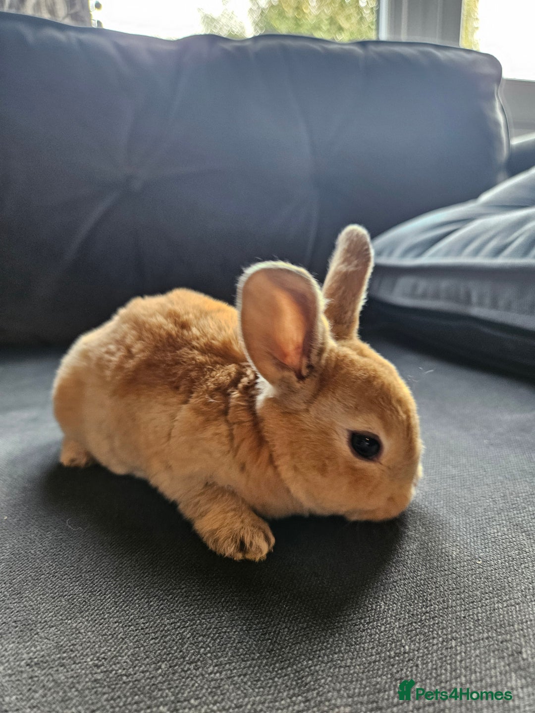 Mini Lop rabbits for sale: Red Rex x Mini Plush Lop - Advert 5