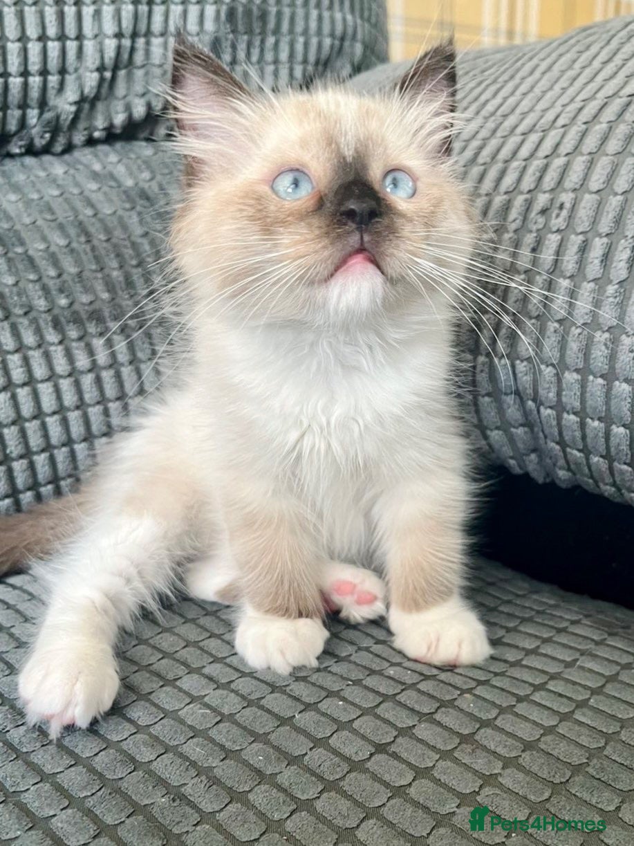 Ragdoll cats Tica Registered Ragdoll Boys  - Advert 1