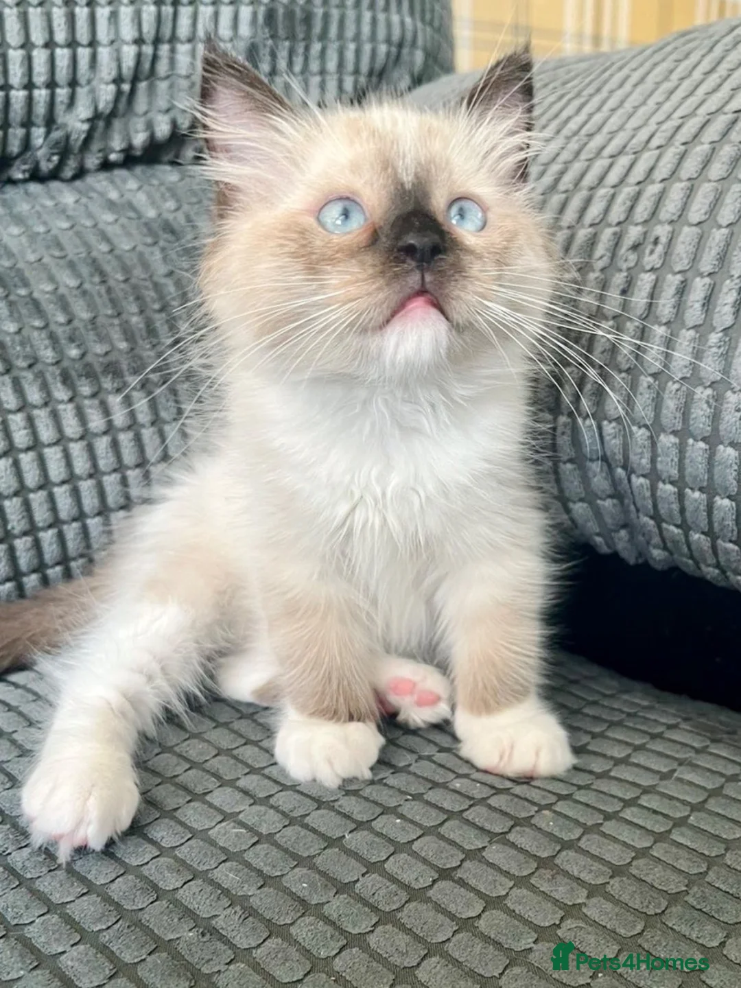 Ragdoll cats for sale: Tica Registered Ragdoll Boys  - Advert 1