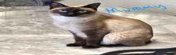 Siamese cats for sale: TRADITIONAL SIAMESE KITTENS  - Advert 2